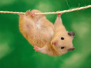 hamster