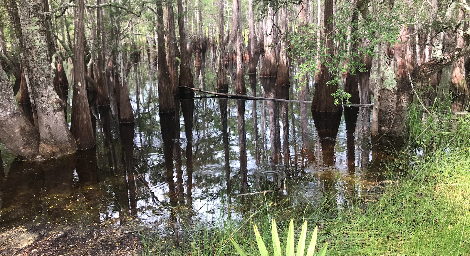 ..from view of Coosa River in Wetumpka, AL & cypress swamp, Point Washington  State Forest...