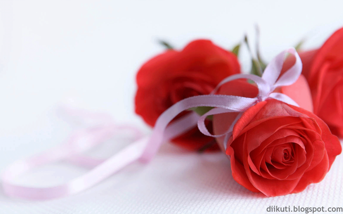 Gambar Bunga Mawar Merah Mewah Dan Indah Terbaru 2015