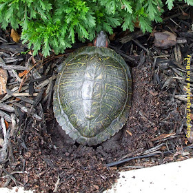Painted Turtle Digging Nest in my Front Yard Garden