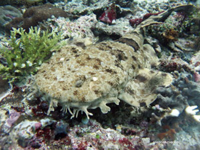 wobbegong shark 10 Hewan Penipu Yang Paling Mematikan