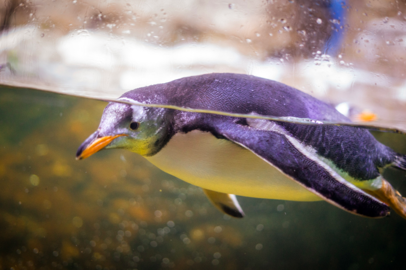 penguin swimming in the water