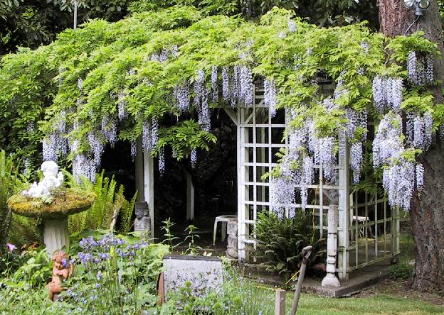 The Sunday Gardener: The War on Wisteria