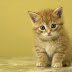 Amazing Cats Facts and Cats Information For  Cat Lovers (Part 1)