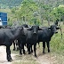 Altinho-PE: Boi Búfalo gera medo na comunidade de zona rural do município