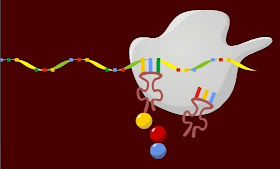 Аминокислота, доставленная тРНК, попадет в состав строящейся молекулы белка только, если антикодон на ее тРНК окажется комплементарным кодону на соответствующем участке иРНК
