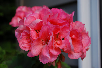 salmon pink geranium