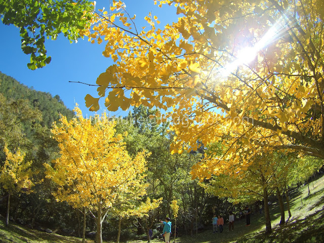 Wuling Farm maple autumn foliage