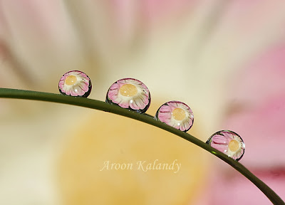 water drops on flowers