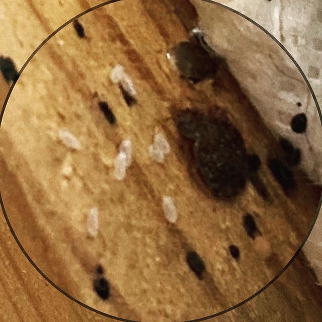 bed bug eggs images