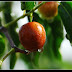  jujubi fruit | JUJUBI FRUITS BENEFITS