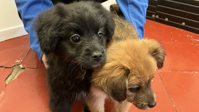 what do breeders do with unsold puppies?