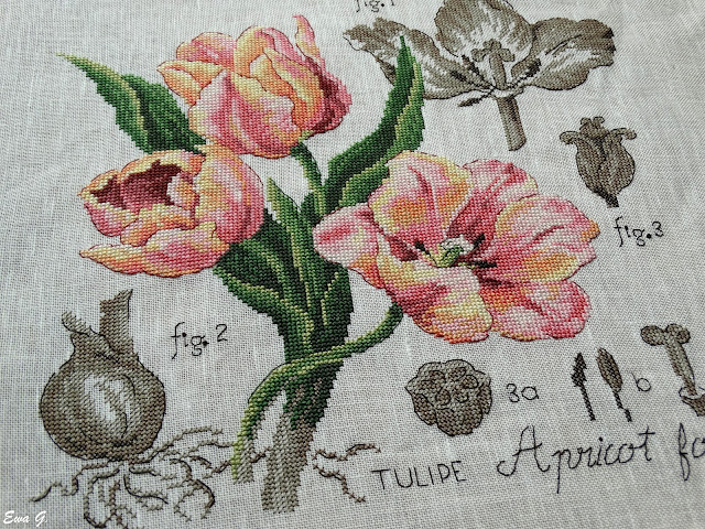 Etude a la Tulipe #3 - finał