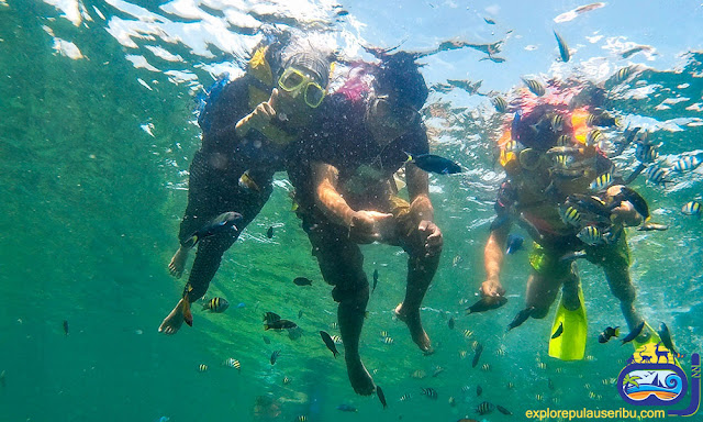 snorkeling di pulau harapan