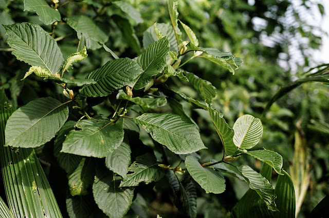 Kenali Daun Ketum - Herba Penawar Mujarab Penyakit Kencing 