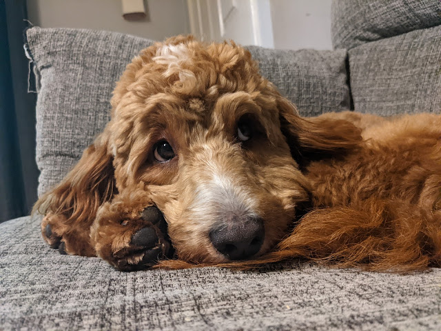 Life with a Cockapoo - One Year In