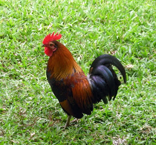 bantam rooster, La Ceiba,Honduras