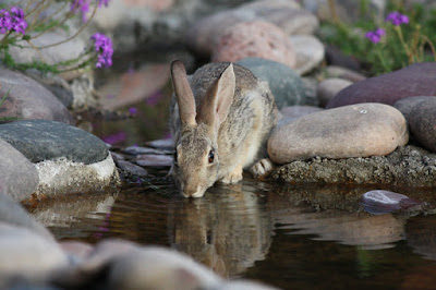 apakah kelinci perlu diberikan air minum