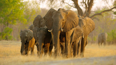 Disneynature Elephant Movie Image