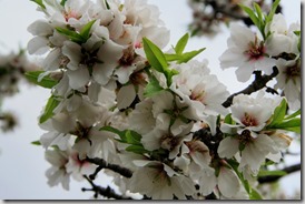 Floracion 5[2]