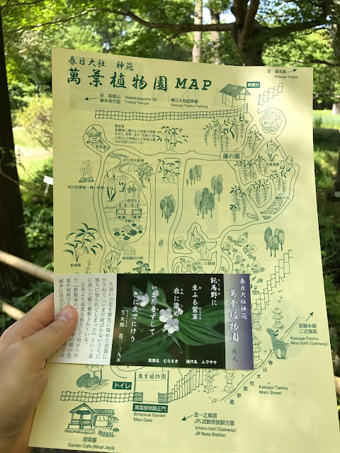 萬葉植物園, 紫草