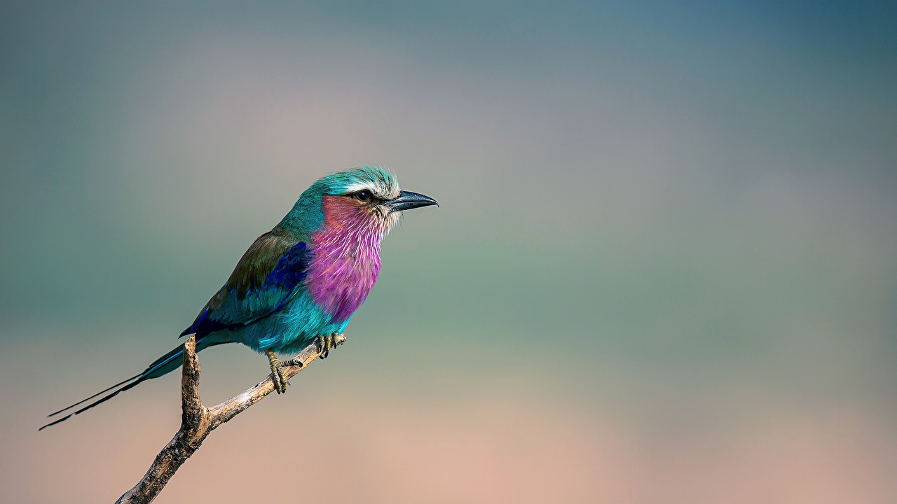 ライラックニシブッポウソウ 14色に輝く世界で最も美しい鳥 N ミライノシテン