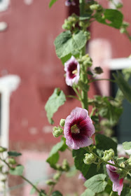 burano ©Shaula Segato