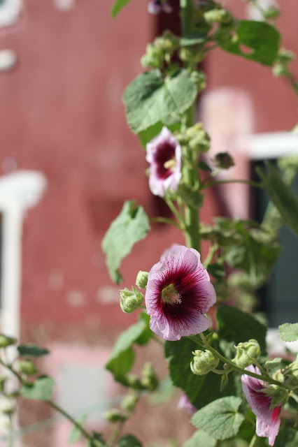 burano ©Shaula Segato