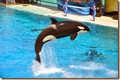 Sea World Shamu