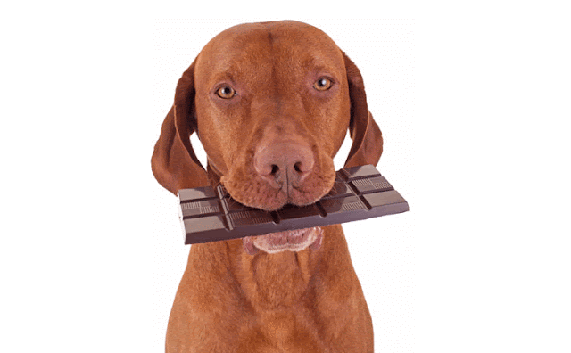 Can Dogs Eat Chocolate? Is Chocolate Safe For Dogs?