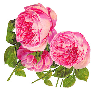 rose flower botanical artwork digital clipart download