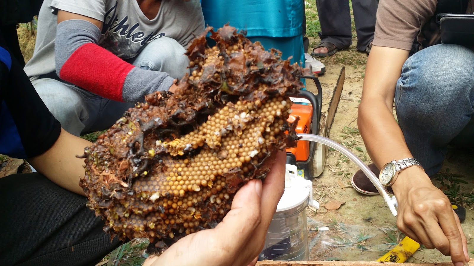  MADU  KELULUT  JOHOR Kursus Penternak Lebah Kelulut  di Melaka