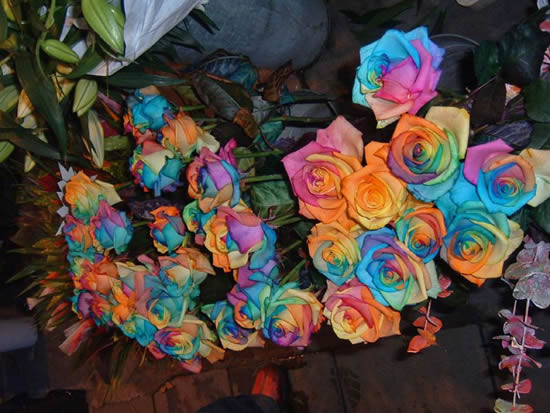 Rainbow Roses