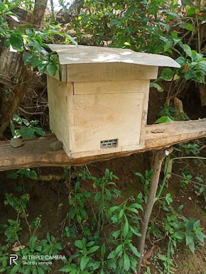 Cara Membuat Kotak Stup Lebah madu