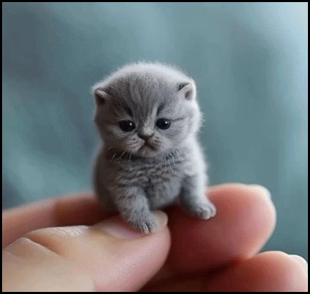 AI • Aww... Adorable micro kittens in human hands