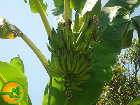 Kegunaan dan manfaat dari Pohon pisang dan buahnya