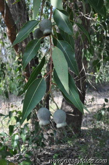 Arboreto de El Villar