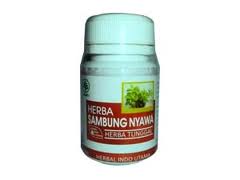 Jual Herba Sambung Nyawa