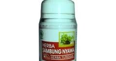 Jual Herba Sambung Nyawa