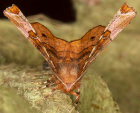 Purple Thorn, Selenia tetralunaria.  Sevenoaks Wildlife Reserve, 26 August 2017.