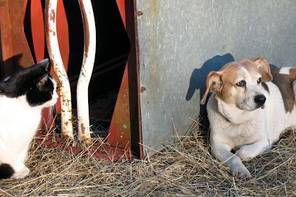 Farm Photo: 2/24/07