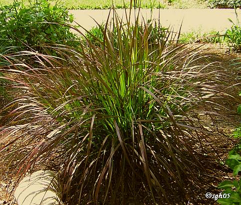 Decorative Grasses For Landscaping