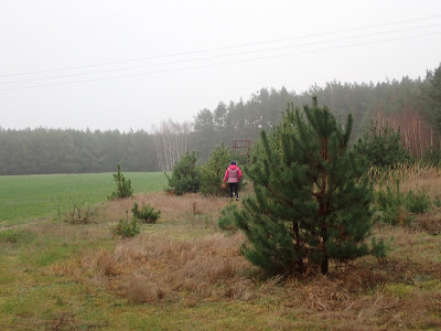 grzyby 2019, grzyby w listopadzie, grzyby na Ponidziu, uzdrowisko Busko Zdrój