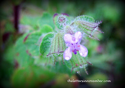 a tiny purple flower