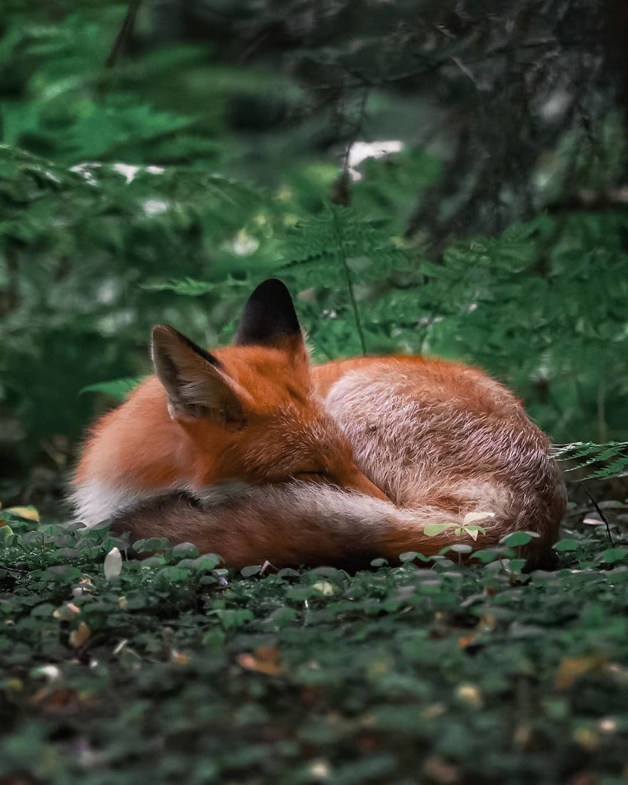 Finnish Photographer Shows The Beauty Of Fairy Forests In Finland