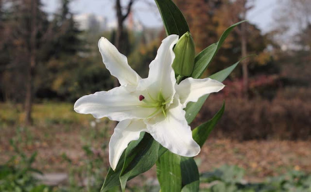 Lily Flowers Pictures