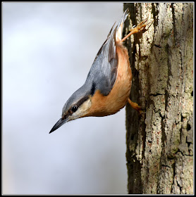 Nuthatch