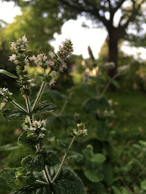 menthe illuminant le crépuscule