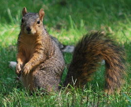  Letest and best Squirrel HD Wallpapers | Squirrel HD Wallpapers | Squirrel Desktop Backgrounds,Photos | Free Desktop Hd Wallpapers Squirrel |HD phptos animals | hd image Squirrel | hd picture Squirrel |hd picks Squirrel | forest animals hd wallpaper | latest hd wallpaper | animals hd wallpaper | Squirrel hd photos | Squirrel hd wallpaper | Squirrel hd images | Squirrel Wallpapers | HD.Squirrel Pics | HD,White Squirrel Wallpapers | HD,Squirrel BeautifulImages | HD,Squirrel Images | HD,Most Beautiful Squirrel 