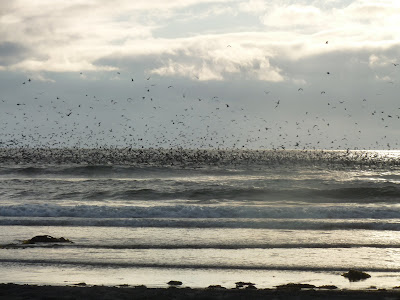 a river of birds over water